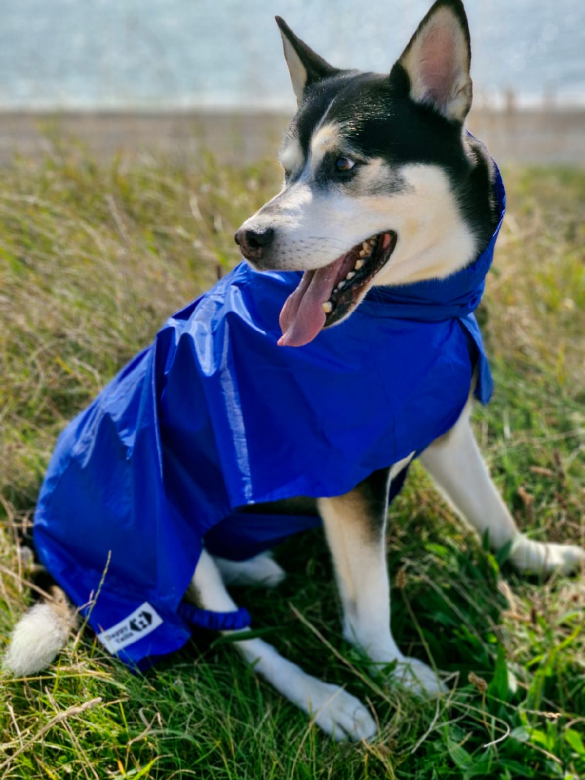 Rain Coat for Larger Dogs