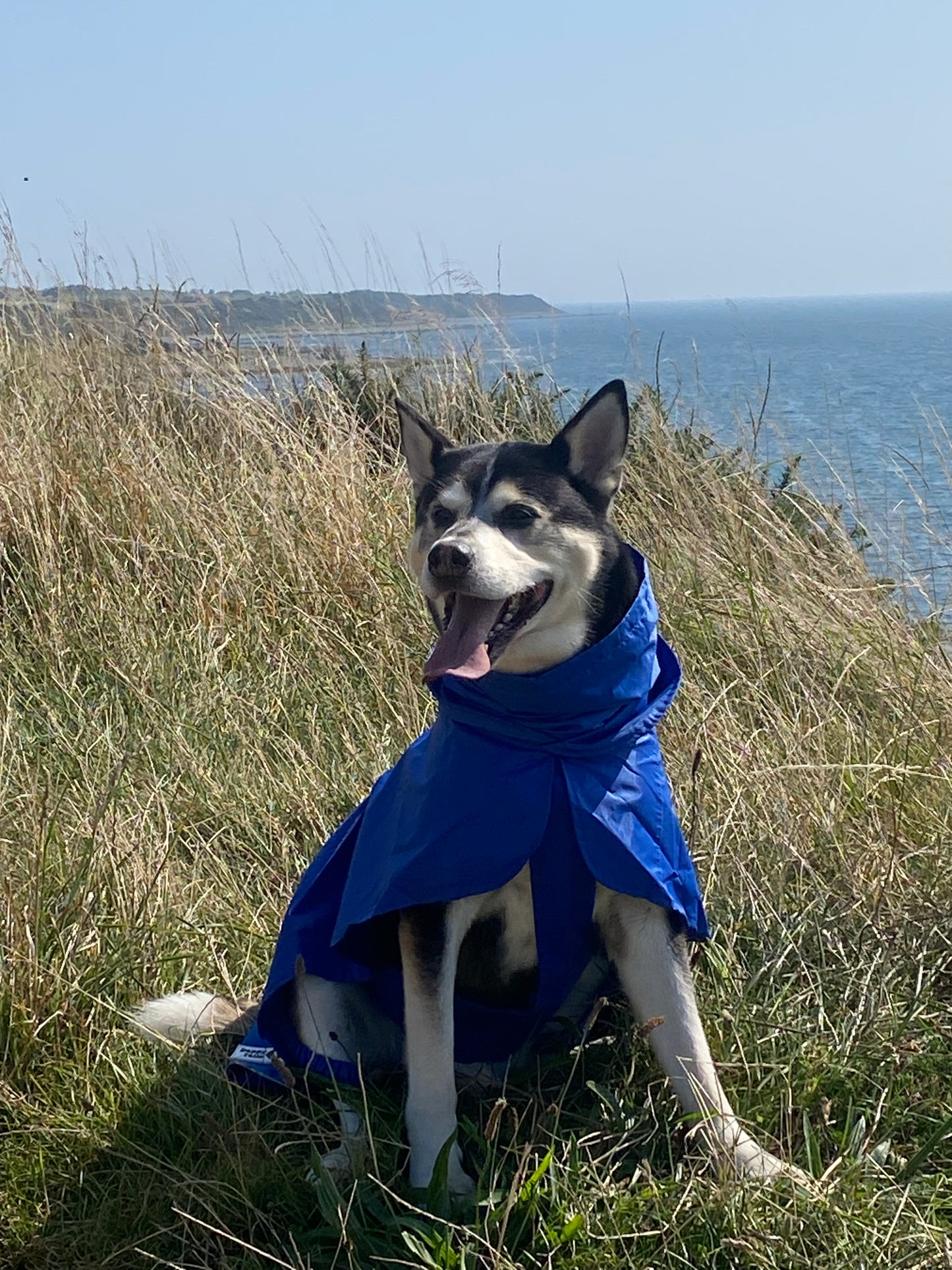 Rain Coat for Larger Dogs