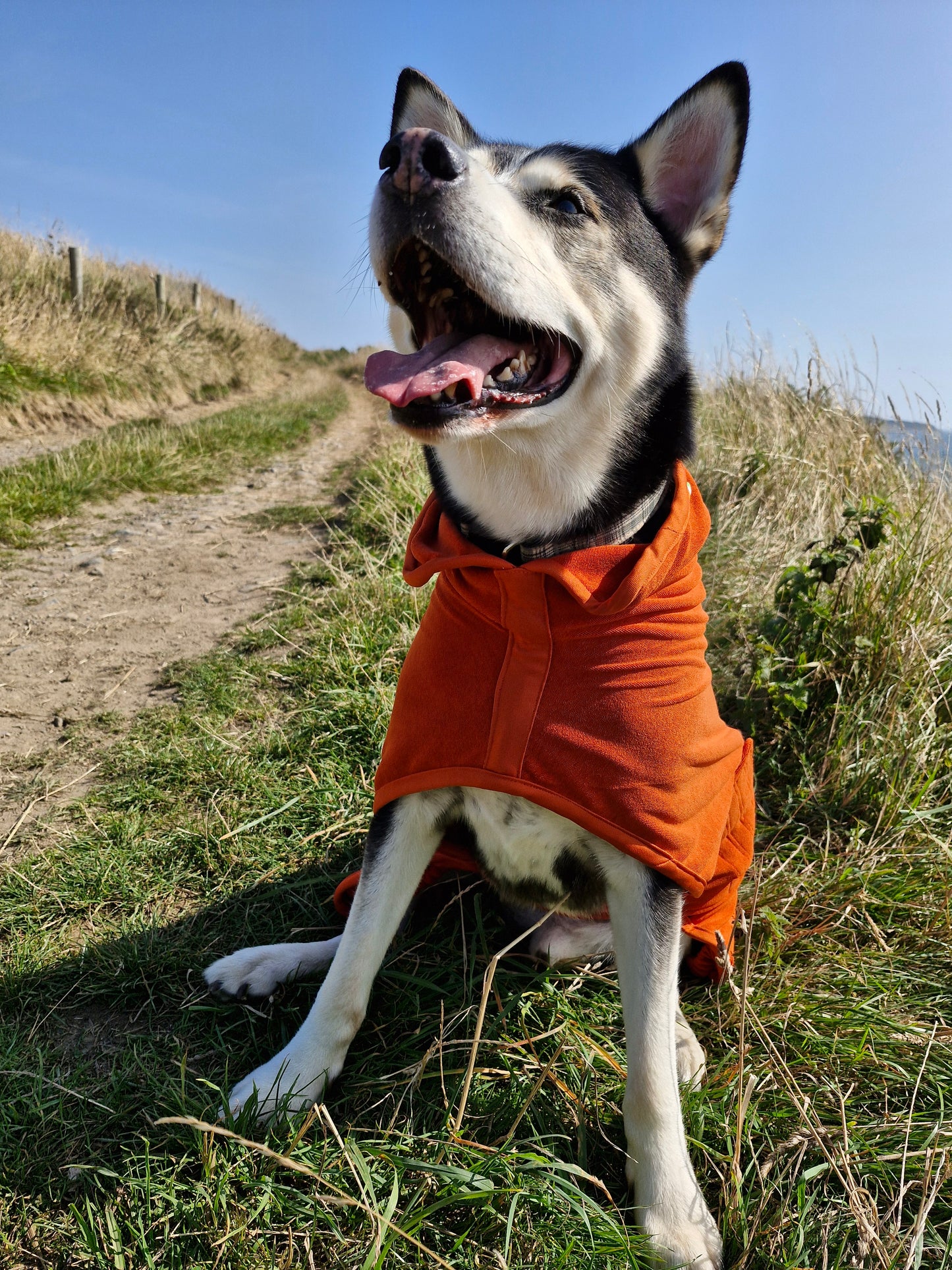 Drying Coat for Large Dogs